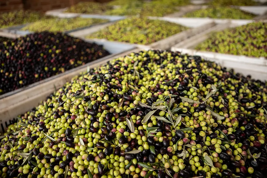 Freshly harvested green and black olives in wooden trays at a Mediterranean olive grove